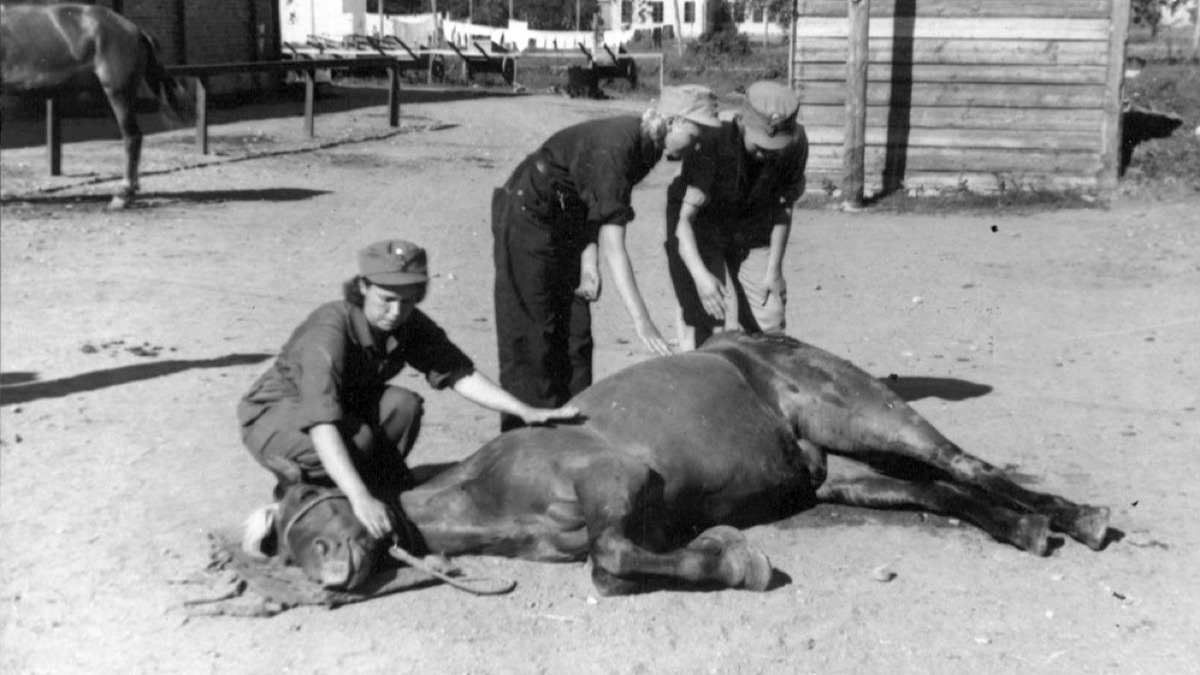 Lotta Svärd -lotat hoitamassa hevosia vuonna 1941